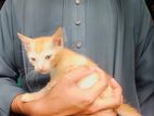 For Adopt