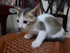 For Adoption