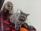 cat sale