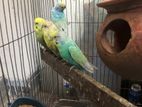 Healthy Breeder Rainbow Budgerigar Male Is up Sell..