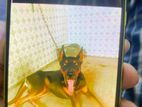 For sale Doberman X german shepherd