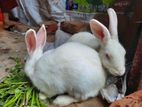Rabbit Sell