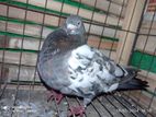 Pigeon sell
