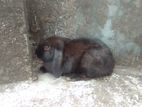 Rabbit For sale