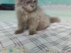 Persian Cat for sell