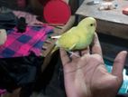 Bird for sell