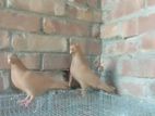 Bird sell