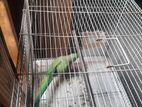 full adult ringneck parrot For sell