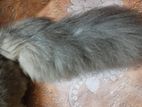 Foreigner Persian Cat