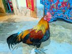 Forest Hen