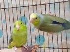 Forpus Bird