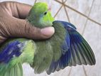 Forpus Bird