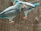 Forpus Breeding Pair