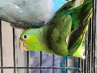 Forpus Confirm Adult Pair