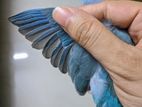 Female blue forpus
