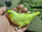 Bird for sell