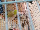 Forpus ( Green/blue Breeding Pair)