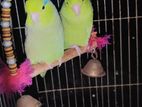 Forpus. lovebird for sell