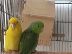 Forpus Pair