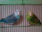 Forpus Pair ফরপাস