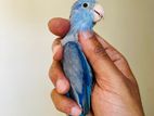 Forpus Parrotlet