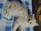 fown cat male 2 month