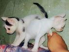Free Adoption Cat