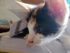 Cat free adoption