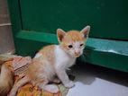 Free Adoption