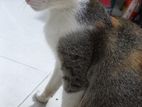 Cat Free Adoption