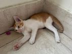 Free Adoption Male Cat