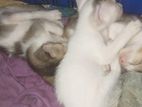 Cat for adoption