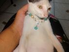 Free Cat Adoption