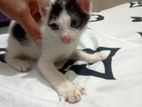 Free Cat Adoption