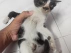 Free Cat Adoption - ফ্রি বিড়ালের বাচ্চা অ্যাডোপশন