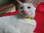 Free Cat