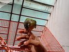 Free Fly tame Conure