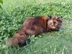 Free Parsian Cat
