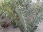 FREE PLANT ( খেজুর & আম রূপালী)