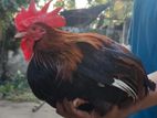 Free ranging deshi breeder