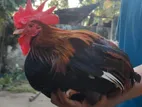Free ranging deshi breeder