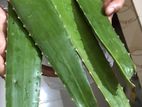 Fresh Aloe Vera