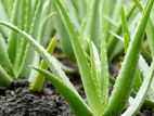 "Fresh Aloe Vera Plants for Sale – Perfect Your Home and Garden!"