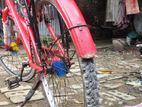 Fresh Duranta Cycle