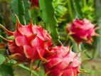 Fresh Farm Dragon Fruit – Sweet & Healthy Home Delivery Available