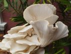 Fresh mushrooms - oyster mushroom