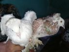 Frillback pigeons