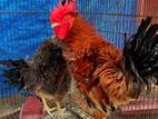 Frizzle chicken pair