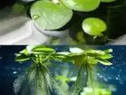 Frogbit plants for aquiriam