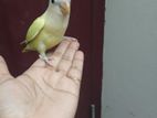 Ful tam love bird